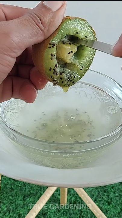 Grow kiwi 🥝 from seeds #kiwi #kiwiplant  #seedgermination