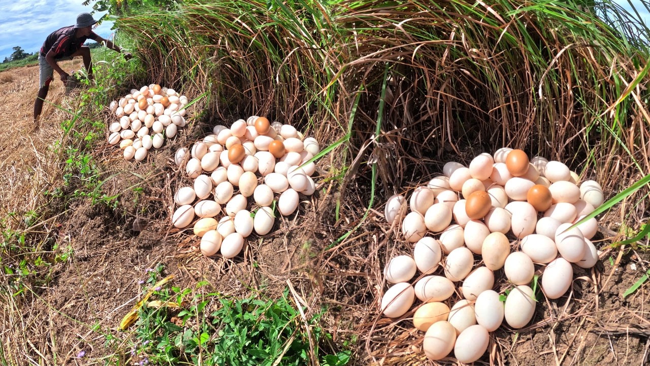 Wow Top Video - Farmer pick a lot of duck eggs in rice field in grass by skills hand