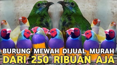 LAYAK JUAL MAHAL !! TURUN HARGA JADI 250 RIBU CUNGKO JTN DARI 1 JUTAAN DI PASAR BURUNG PRAMUKA 