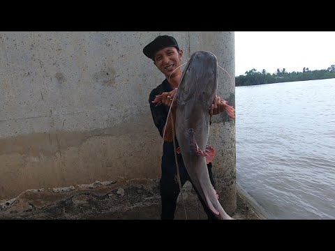cá lăng toàn thắng New 2022 CÁ LĂNG KHỦNG SÔNG MEKONG