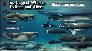 Whales size comparison