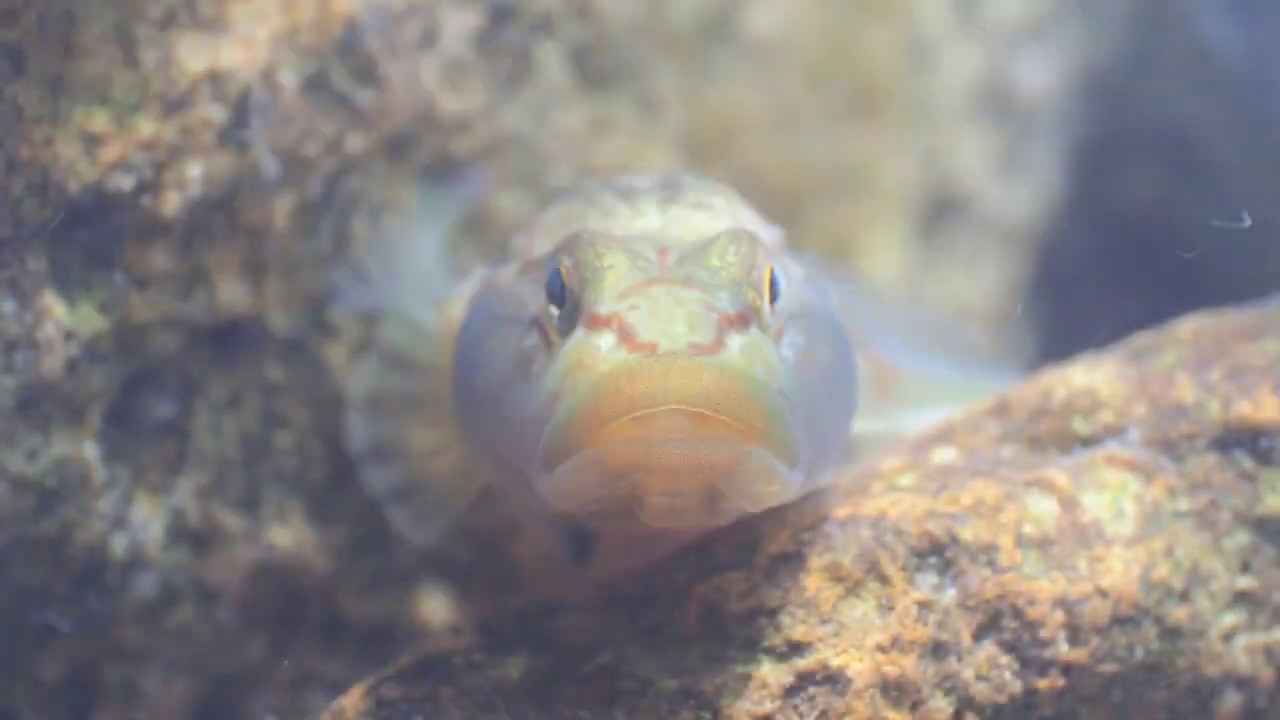 カワヨシノボリの顔 Youtube カワヨシノボリの顔 Youtube