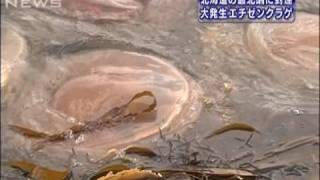 大発生のエチゼンクラゲ　北海道の最北端にまで到達（09/11/10）