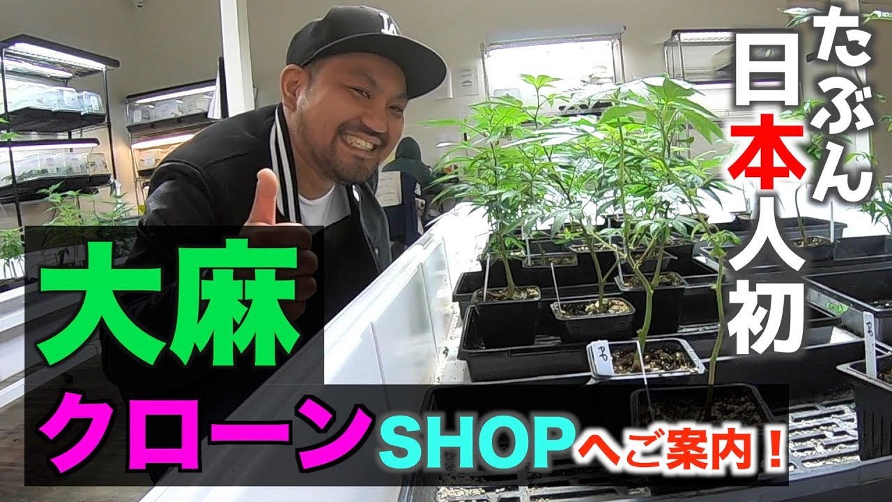 日本人youtuber初 大麻クローンshop マザーガーデン へご案内 In La Youtube 日本人youtuber初 大麻クローンshop マザーガーデン へご案内 In La Youtube