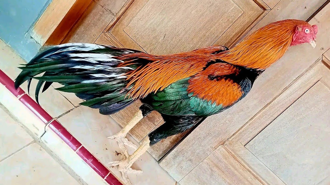 AYAM WIRING KUNING ASLI TEMBUS GANTENG SIAP DI TERNAK YouTube