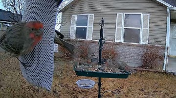 Reolink Captures: Birds Galore