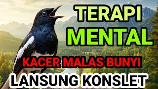 TERAPI MENTAL KACER ANDA AGAR CEPAT EMOSI GACOR NGEPLONG KONSLET BUKOR, PANCINGAN KACER MALAS BUNYI