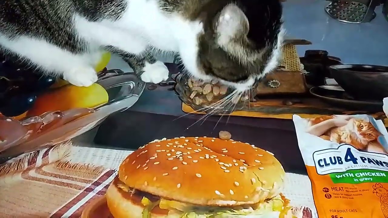 12.00 НОЧИ. ЗАСКУЧАЛИ? МЫ ИДЕМ К ВАМ!!😸🐾 ТАКИЕ РАЗНЫЕ ВКУСЫ!🤷‍♀️ НОЧНИЧАЕМ!!😋