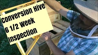 Conversion Hive 6 1/2 Week Inspection - 9/15/2021