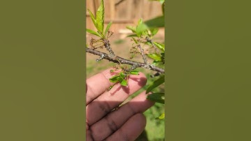 Thumbnail of Boost Your Plum Harvest: The Power of Companion Plum Trees!