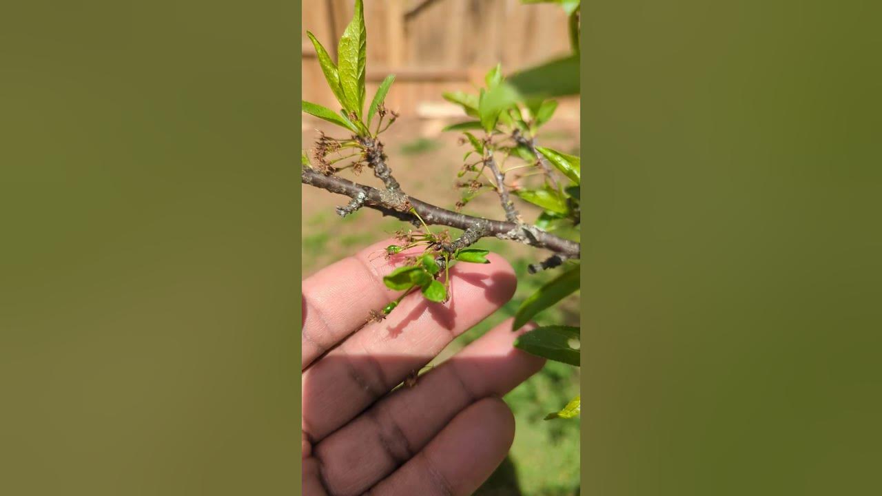 Boost Your Plum Harvest: The Power of Companion Plum Trees! Boost Your Plum Harvest: The Power of Companion Plum Trees!