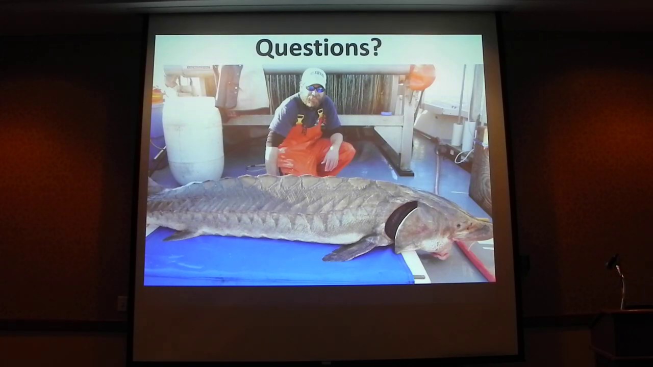Drivers of broad-scale adult Atlantic sturgeon behavior in the Hudson River.
