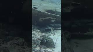 Happy Sea Fishes and Calm Sea Dreamscape underwater #seaanimals #underwater #scubadiving