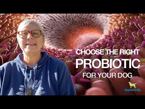 Video: 5 manieren waarop u een probiotisch product niet kende, kon het leven van uw hond beter maken