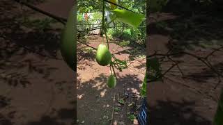 #cocina #receta #chayote