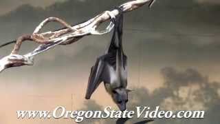 Vampire Bat Sleeping, Royalty Free Video, Pond5, Videohive, Ebay