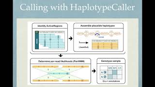 Human genome variant calling on chromosome 20 with HaplotypeCaller and FreeBayes