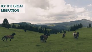Unearthing the Past: How Horses Came Into Our World