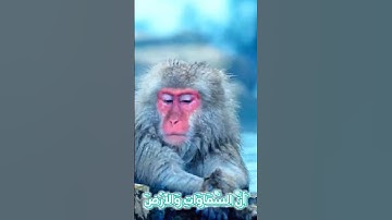 سورة الأنبياء و..كا.؛نك تسمعها لأ،.و.ل مر.ة💚🌸، 🌷؛، 💟💝💗💐بصوت الشيخ حمزة مد،بو.ح 💮🌻.. 💜❣️❤️،،💗💘