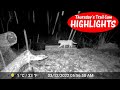 Quadruplets look like Trouble! Thursday's Trail Cam Highlights: 3.17.22