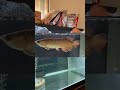ペットのヒレがちぎれてしまいました…