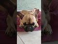бульдожек спит #французскийбульдог