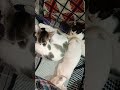 Kitten' home. #cat #kitty #cute #pets #meow #reels #shorts #biral #kitten #animals #foryou #amazing