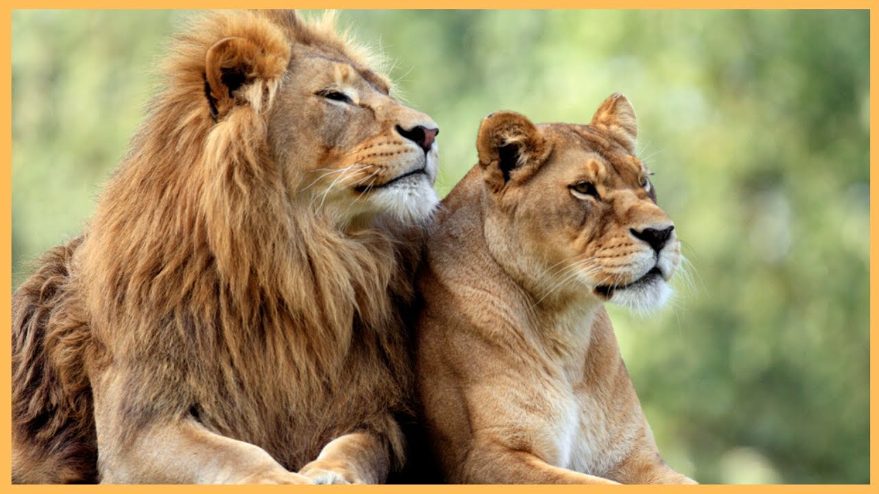 Guubaabo abwaan Maxamuud Xasan Fareey