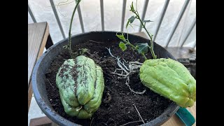 Grow chayote step 2 -  跟我同步种佛手瓜吧#2