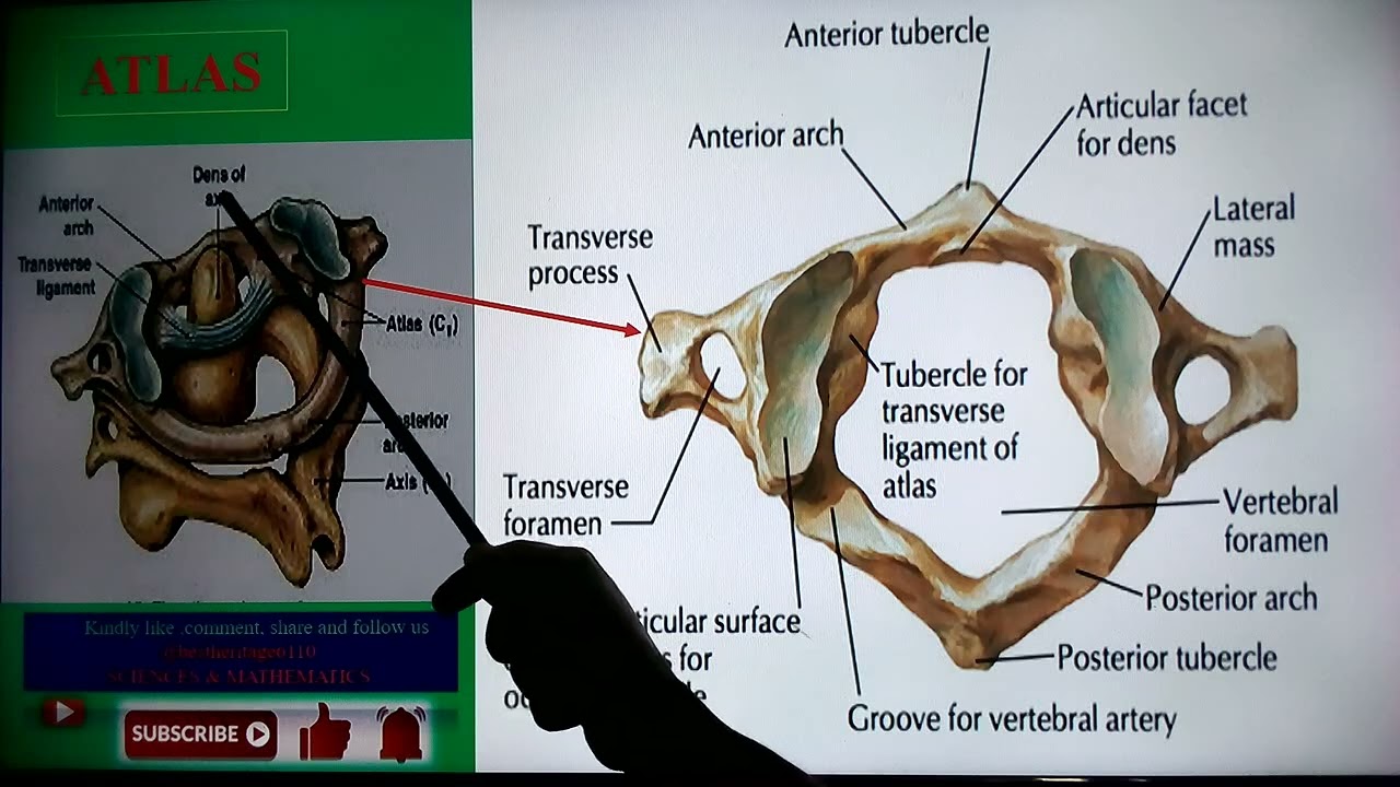 Atlas and Axis: The Unique Anatomy of the Upper Cervical Spine