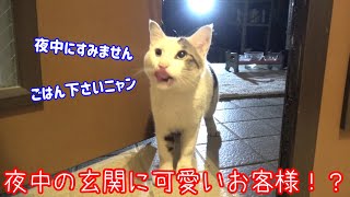 玄関の隙間からお腹を空かせた野良猫が覗いていた