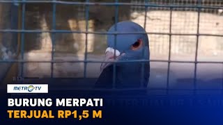 Download lagu Viral, Burung Merpati di Pekalongan Terjual Rp1,5 M