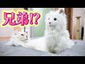 うちの猫が似すぎて見分けつかない件について。