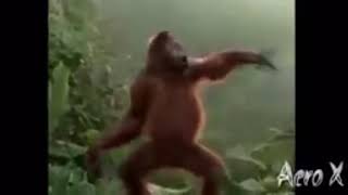DANCING MONKEY GIF