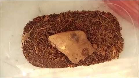 Dune Scorpion (Scorplings)