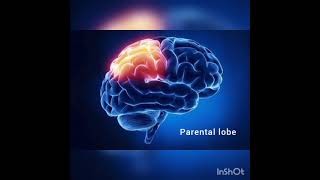 Information On Brain