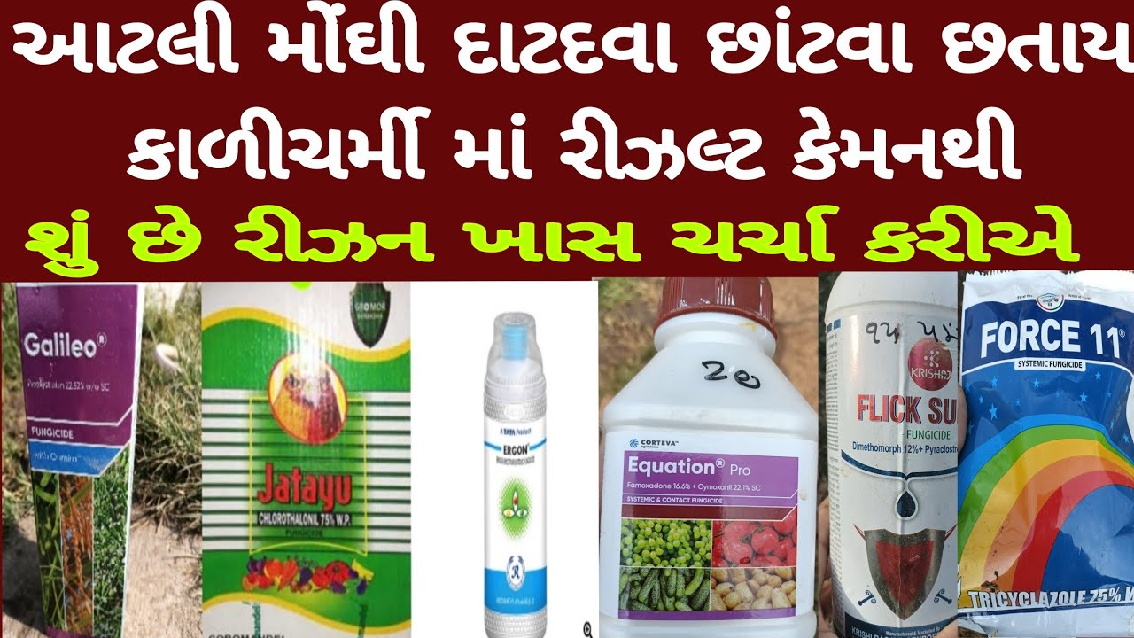 આ વર્ષે જીરામાં કાળીચરમી માટે મોંઘી દવા છાંટવા છતાં રીઝલ્ટ કેમ નથી, જીરા માં કાળીયો, કાળીચરમી,jatayu