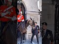 退役軍人が王室衛兵に敬礼...馬も敬意を表す | 心温まる瞬間