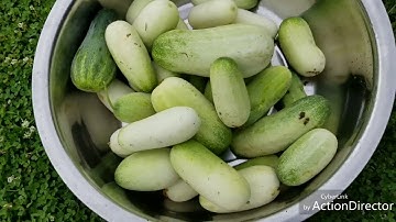 HMOOB MEKAS MUS DE DIB NAWB 7/13/2018