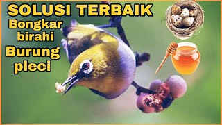 CARA MENAIKAN BIRAHI BURUNG PLECI PAKE CARA ALAMI