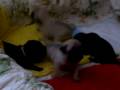 Ellas pug puppies at play