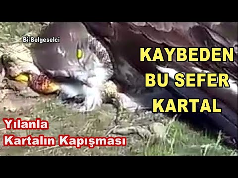 KAYBEDEN BU SEFER KARTAL yılan uzmanı bir kartal / The Hawk loses to snake this time as hunter !