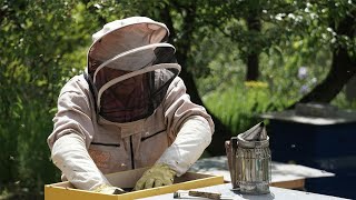 10 Tips for Beginner Beekeepers in Colorado - CSU Extension