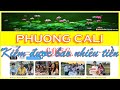 Phuong cali usa thu nhp bao nhiu trong nm 2023