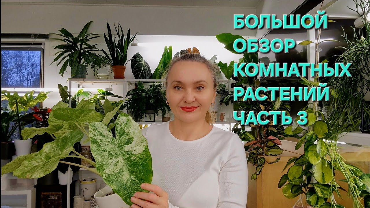 🍀БОЛЬШОЙ ОБЗОР КОМНАТНЫХ РАСТЕНИЙ ЧАСТЬ 3🍀