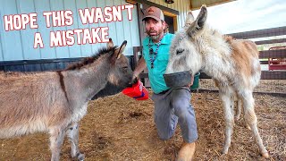 I Just Fed The 2 Donkeys Together For The 1st Time! by Cog Hill Family Farm 78,764 views 2 months ago 33 minutes