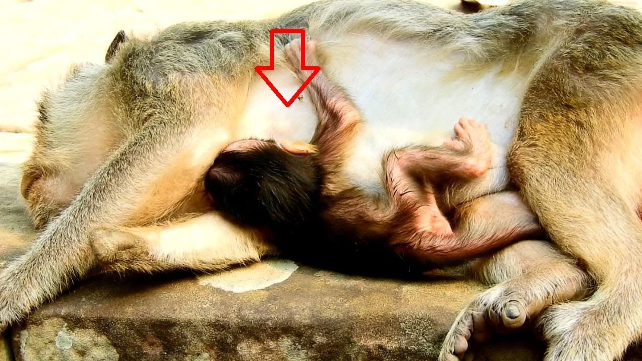 newborn alien Oh Godness, Left Newborn Baby Maci Alone On Chest/ How Mumy sleep well without baby