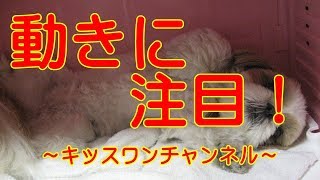 KiSSWann(キッスワン) 詳しくは⇒⇒⇒http://kisswann.com 『お泊まりに来...