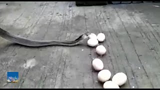 The Cobra throws up 9 eggs after swallowing