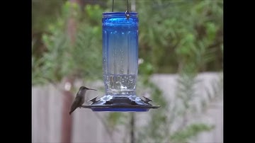 Glass Hummingbird Feeder by KingsYard